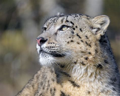 Download Wallpaper 1280x1024 Irbis Snow Leopard Predator Glance Big Cat Standard 54 Hd