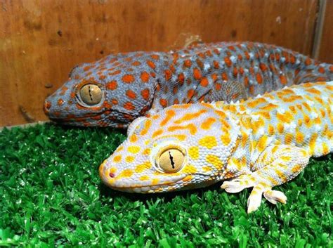 De 13 Bästa Tokay Gecko Terrarium Bilderna På Pinterest Reptiler