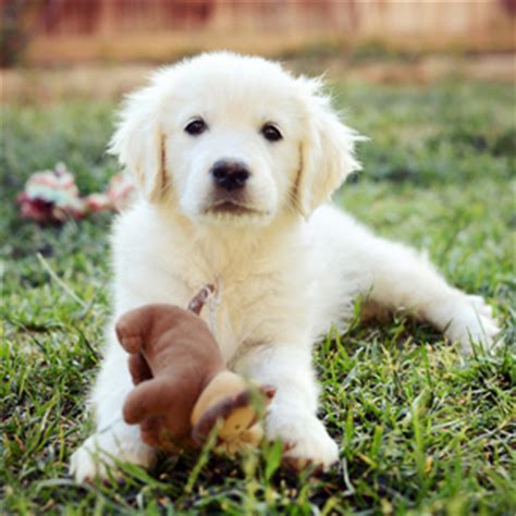 This litter is up to date on shots and medical status. English Golden Retriever Breeders Southern California The ...