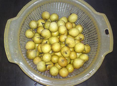 Kucing dan anjing dikenal karena mereka tidak pernah akur jika bertemu satu sama lain , kucing memiliki tubuh yang relatif lebih. sumer ader.....: longan @ mata kucing