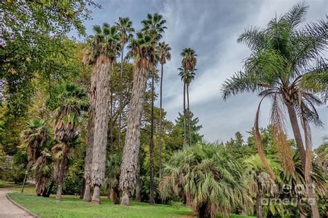 Palm Trees In Botanical Garden In Trastevere Rome Italy Photograph By
