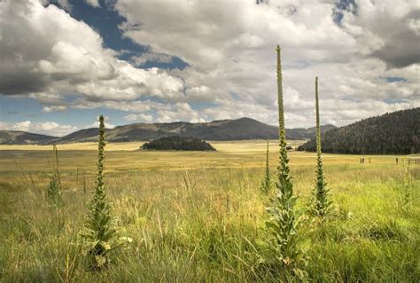 Valles Caldera National Preserve