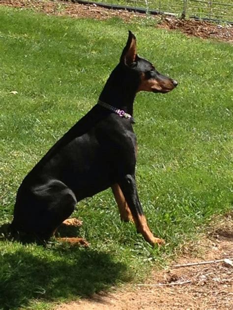 Doberman Pincher Doberman Pinscher Dog Black And Tan Terrier House