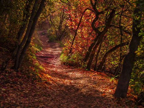 Download Wallpaper 1600x1200 Forest Trail Leaves Dry Autumn