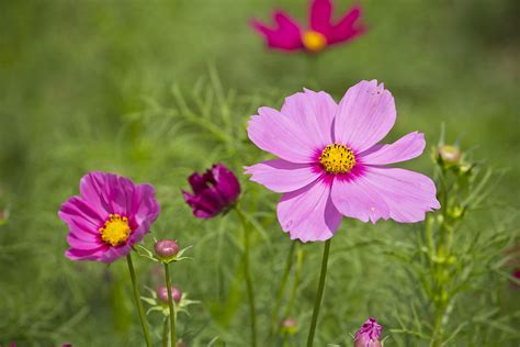 We did not find results for: Beautiful pink flowers in the garden Photograph by ...