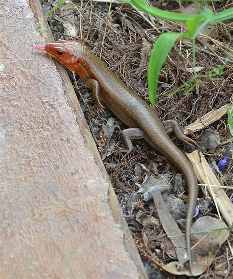 Broad Headed Skink Eumeces Laticeps Flickr Photo Sharing
