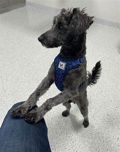 Say Hello To Happy Tails Adopt A Pet Today On Syracuse Pets Craigslist