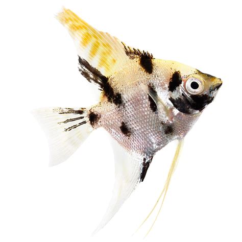 Petco Freshwater Tricolor Angelfish - Easy Care & Vibrant