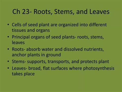 Ppt Ch 23 Roots Stems And Leaves Powerpoint Presentation Free