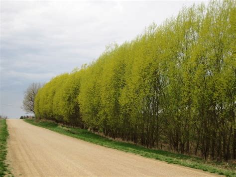This can be prevented by using tree guards on your bigfoot hybrid willow trees. Austree Hybrid Willow — Windbreak Trees | Windbreak trees ...