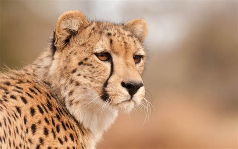 Wallpapers Of Cheetah 72 Images