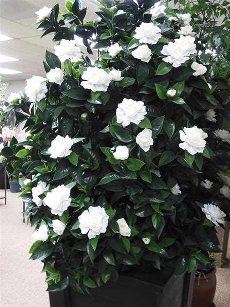 Artificial Gardenia Plant Treescapes And Plantworks
