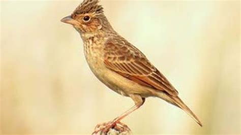 Burung branjangan, burung ideal dengan suara yang bervariasi yang cocok untuk dipelihara di rumah. Gambar Burung Branjangan Jantan - Klik OK