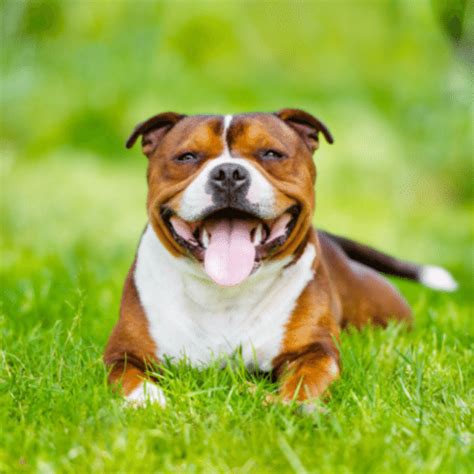 Tri Color Pitbull Terrier Keepingdog