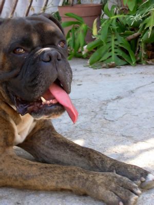 When your dog gets treats while interacting with others, especially if they give your add fencing around pools or ponds. Can Dog Worms Be Contagious to Humans? | eHow UK
