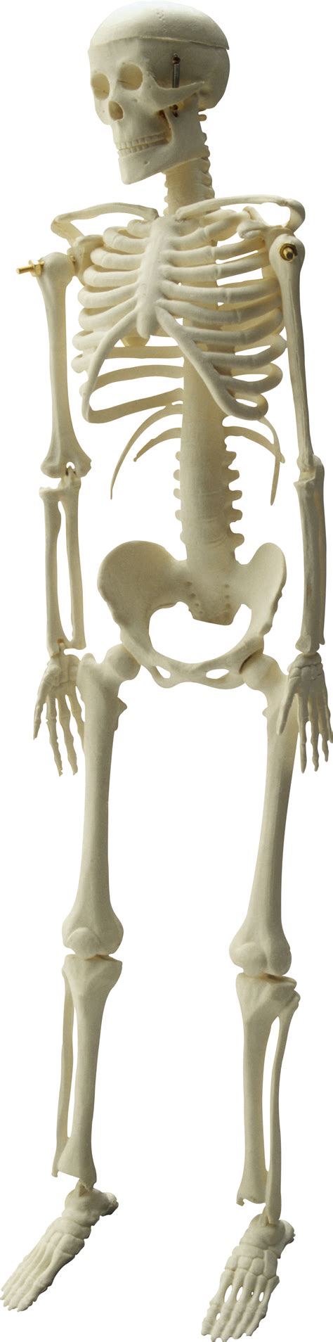 Skeleton Png Transparent Image Download Size 821x3305px