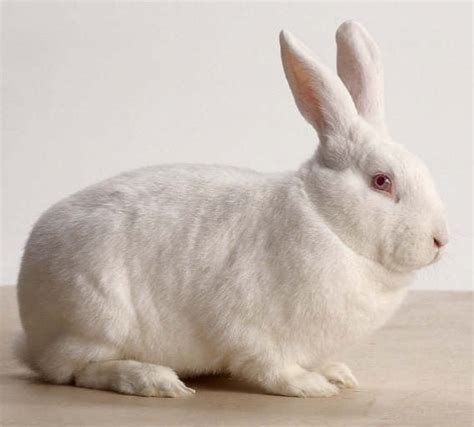 Rabbit Breeds You Should Know About