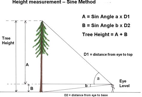 Exactly Measuring Tree Height