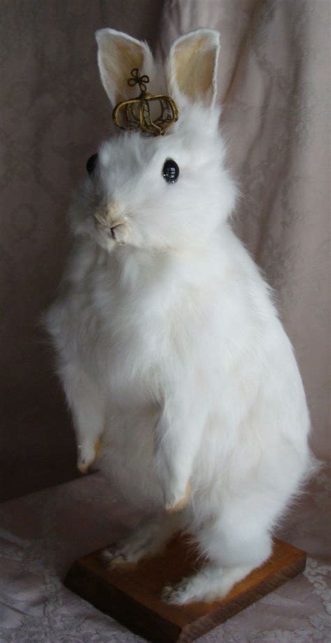 Antique Vintage Taxidermy Bunny Rabbit With 19th Century French Virgin
