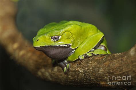 Giant Monkey Frog Or Giant Waxy Frog Photograph By Gerard Lacz Fine