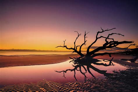 Driftwood Beach Jekyll Island Ga Photograph By Kenny Nobles