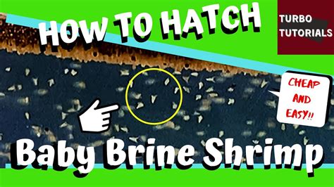 Baby brine shrimp are also good for fry because they are high in protein, are easily digestible, and can survive for hours in the fry tank, giving the fry a more continuous food source. How To Hatch Baby Brine Shrimp (Cheap & Easy!) - YouTube