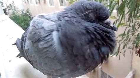 Sleeping Pigeon Youtube