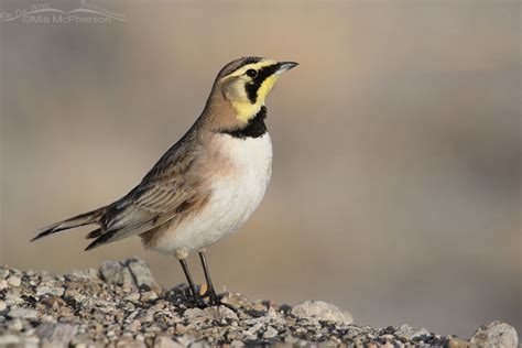 Male Female And Immature Horned Lark Photos Mia McPherson S On The