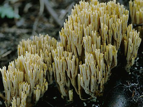 Світ грибів України » Phaeoclavulina abietina