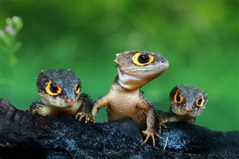 The 25 Most Amazing Types Of Lizards Names Photos And More Outforia