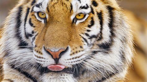 Download Wallpaper 1920x1080 Tiger Protruding Tongue Animal Big Cat