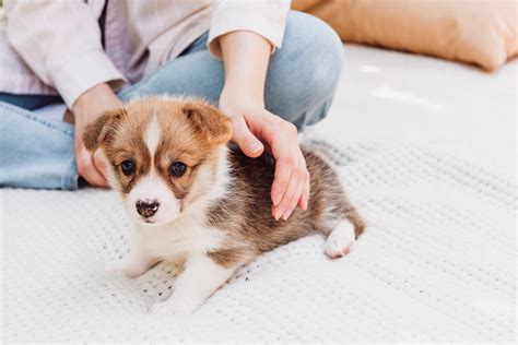 New Puppy Checklist: New Dog Owner Must Read