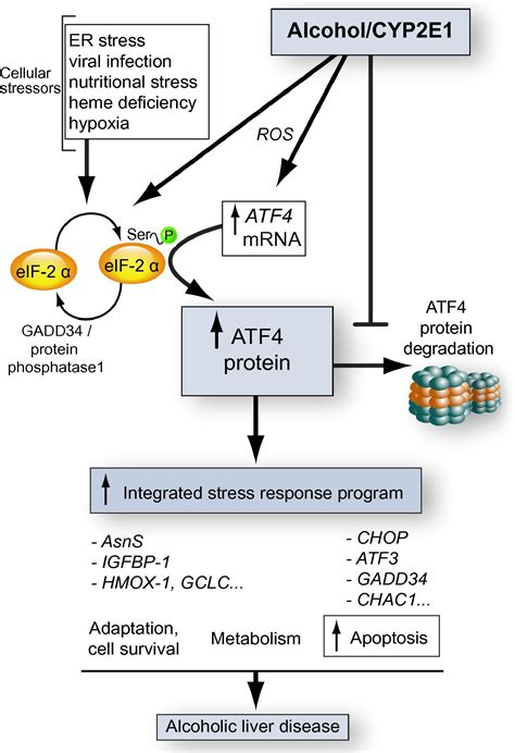 Atf And The Integrated Stress Response Are Induced By Ethanol And