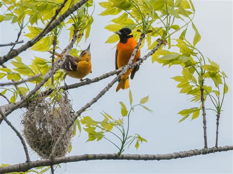 Baltimore Oriole Nesting Behavior Eggs Location Birdfact