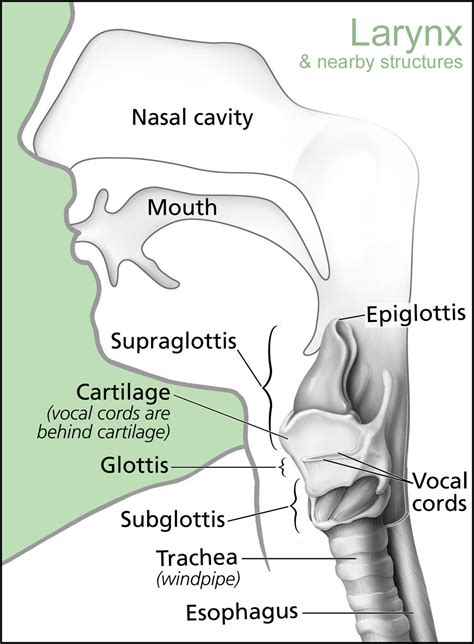 Diagram Parts Of The Larynx Diagram Mydiagramonline