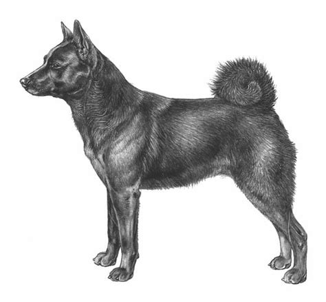 Svenska kennelklubben (skk, swedish kennel club) is a swedish organization dedicated to purebred dogs and dog owners. Norsk älghund, svart | Svenska Kennelklubben