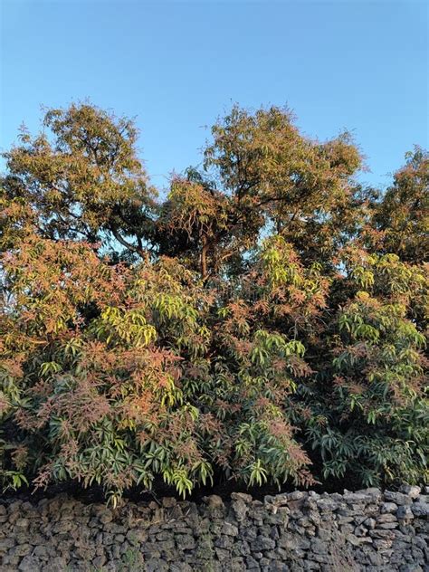 Mango Tree With Flowers Stock Photo Image Of Shrub