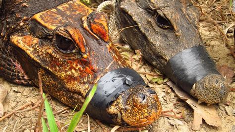 Why Are These African Crocodiles Turning Orange Cnn