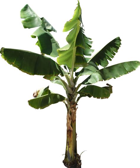 Banana Tree Png Free Logo Image