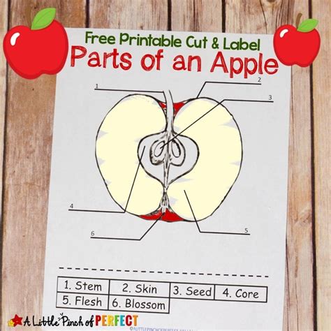 Parts Of An Apple Free Printable Color And Label Worksheet A Little