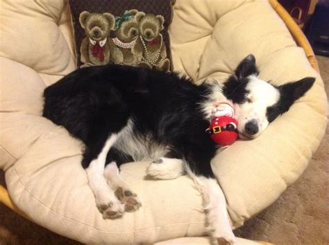 12 Things Only A Border Collie Owner Would Understand Pinsit Dog