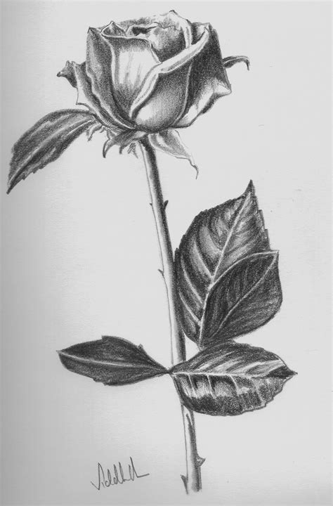 Posts About Pencil Shading On Light And Shade Roses Drawing Rose