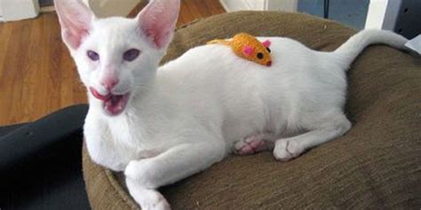 Albino Domestic And Wild Cats Love Meow