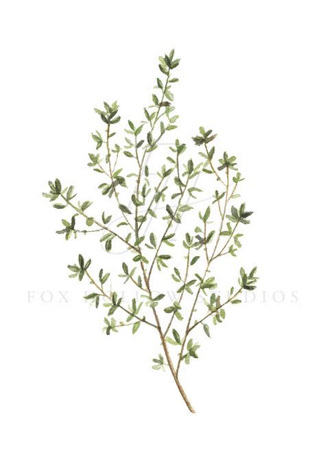 Thyme Art Print Herb Painting Herb Prints Herb Art