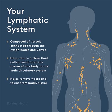 Lymphatic Drainage Massage A Doctor Explains How It Works