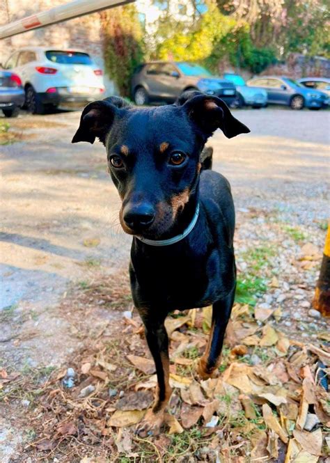 Pablo 1 2 Year Old Male Miniature Pinscher Cross Available For Adoption
