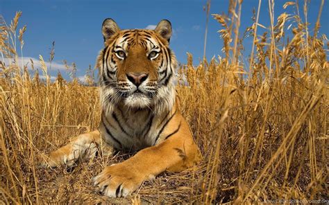 Tiger Wallpaper Downloadwildlifemammalterrestrial Animaltiger