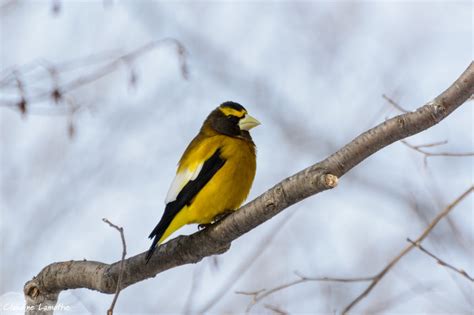 Shop our gold bird necklaces selection from the world's finest dealers on 1stdibs. Snow Birds: 10 Birds to Look for in Winter - Cool Green Science