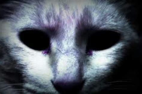 El Gato Sin Ojos Creepypastas Amino Amino