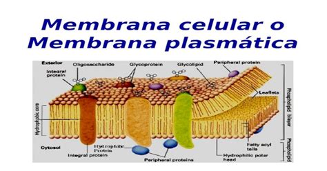 Membrana Celular O Membrana Plasmática Las Membranas Biológicas Son